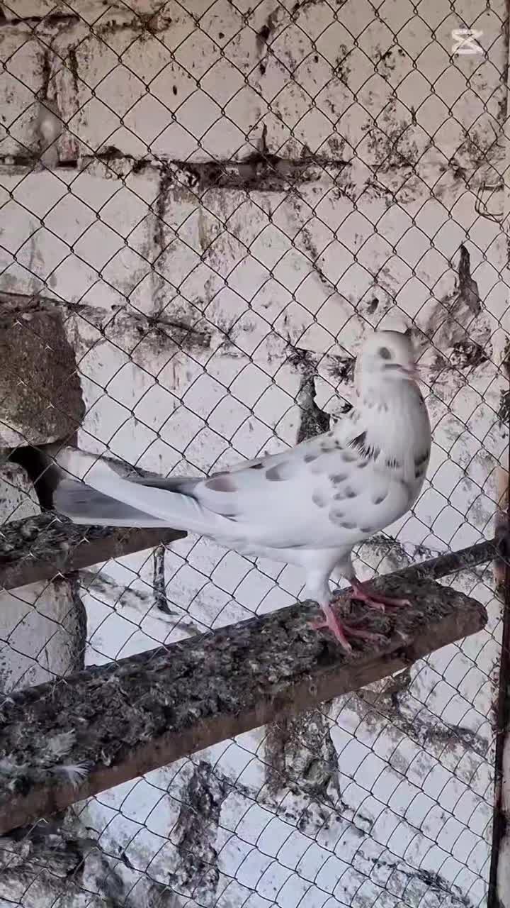 @mehralizade