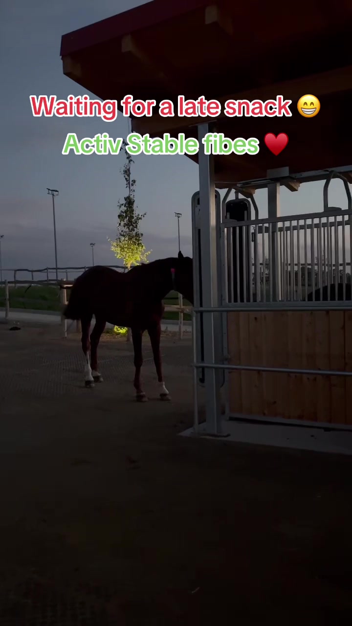 @Simbim & Friends 🐴🐕