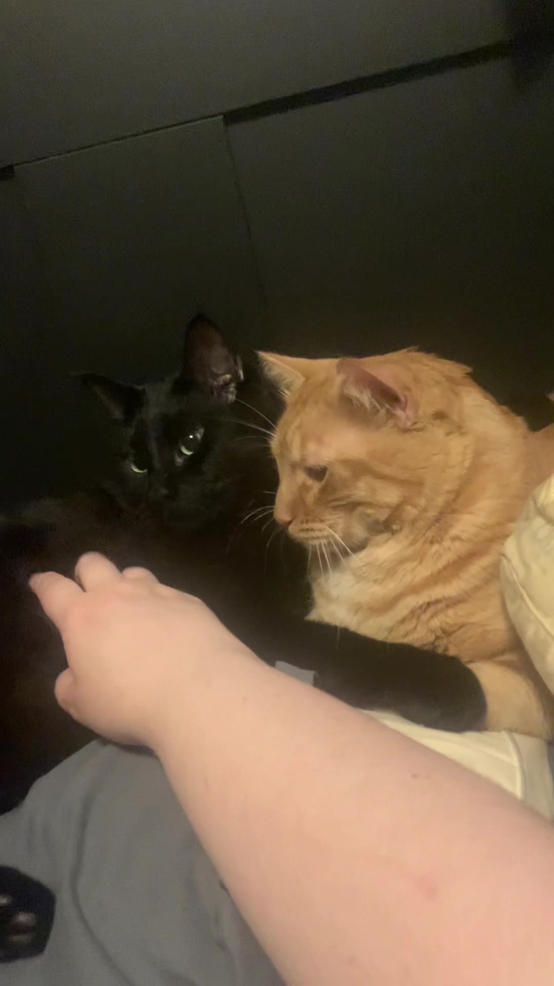 @diycatgeek (Wally & Howl)