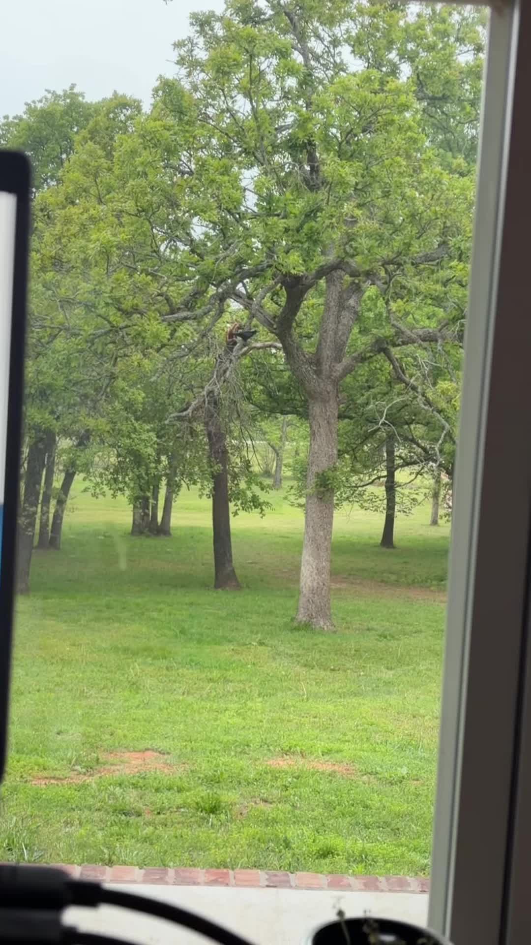 @Dogmansshadow