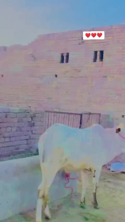 @Mahr Zafar salyana