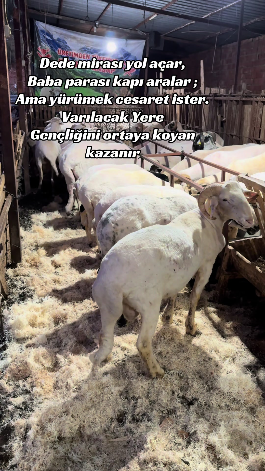 @Osman Tuş