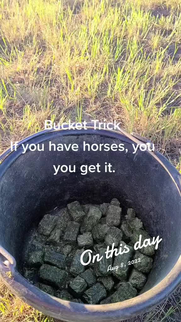 @Barrel Racing Journey