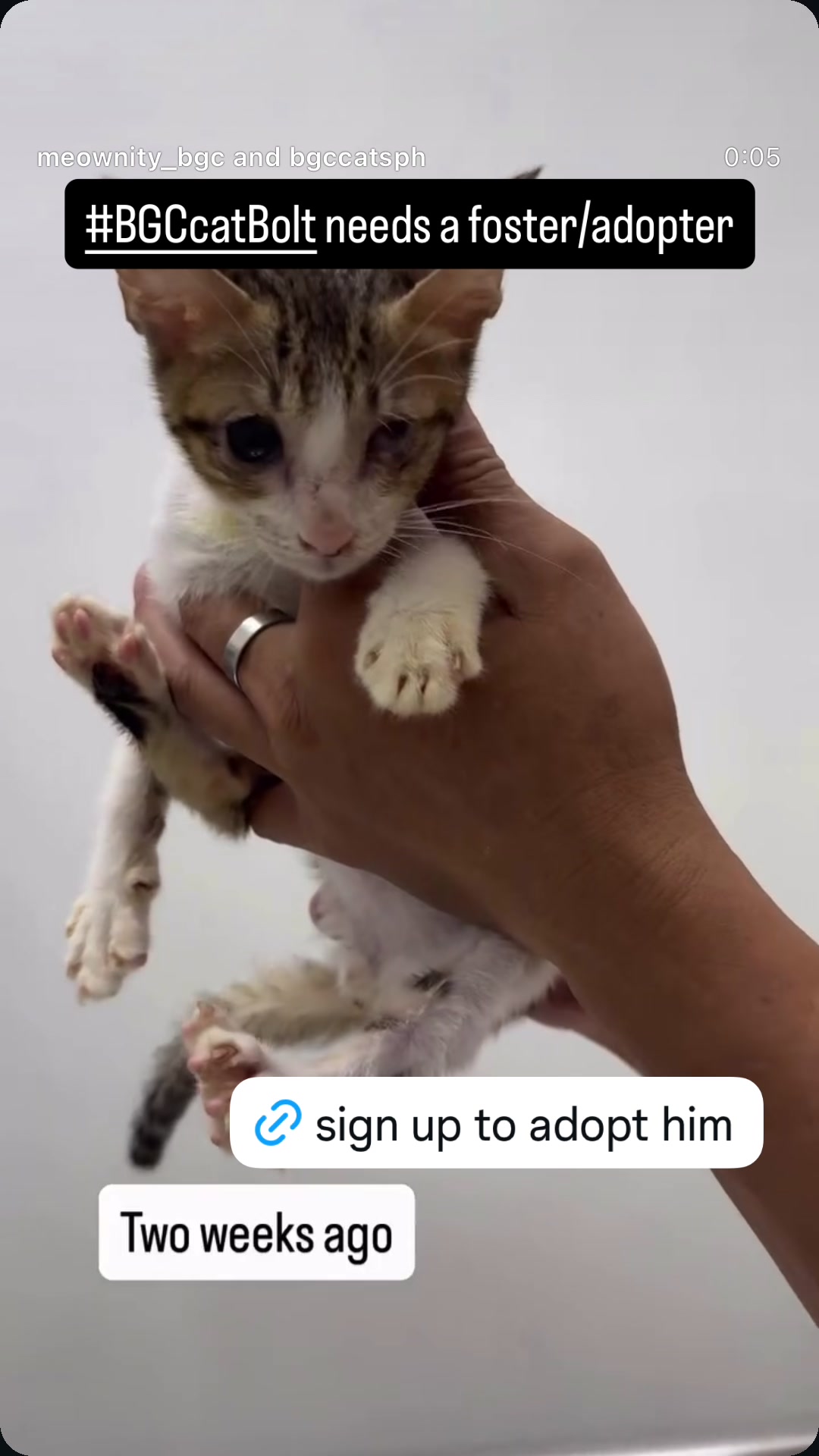 @Cats of BGC