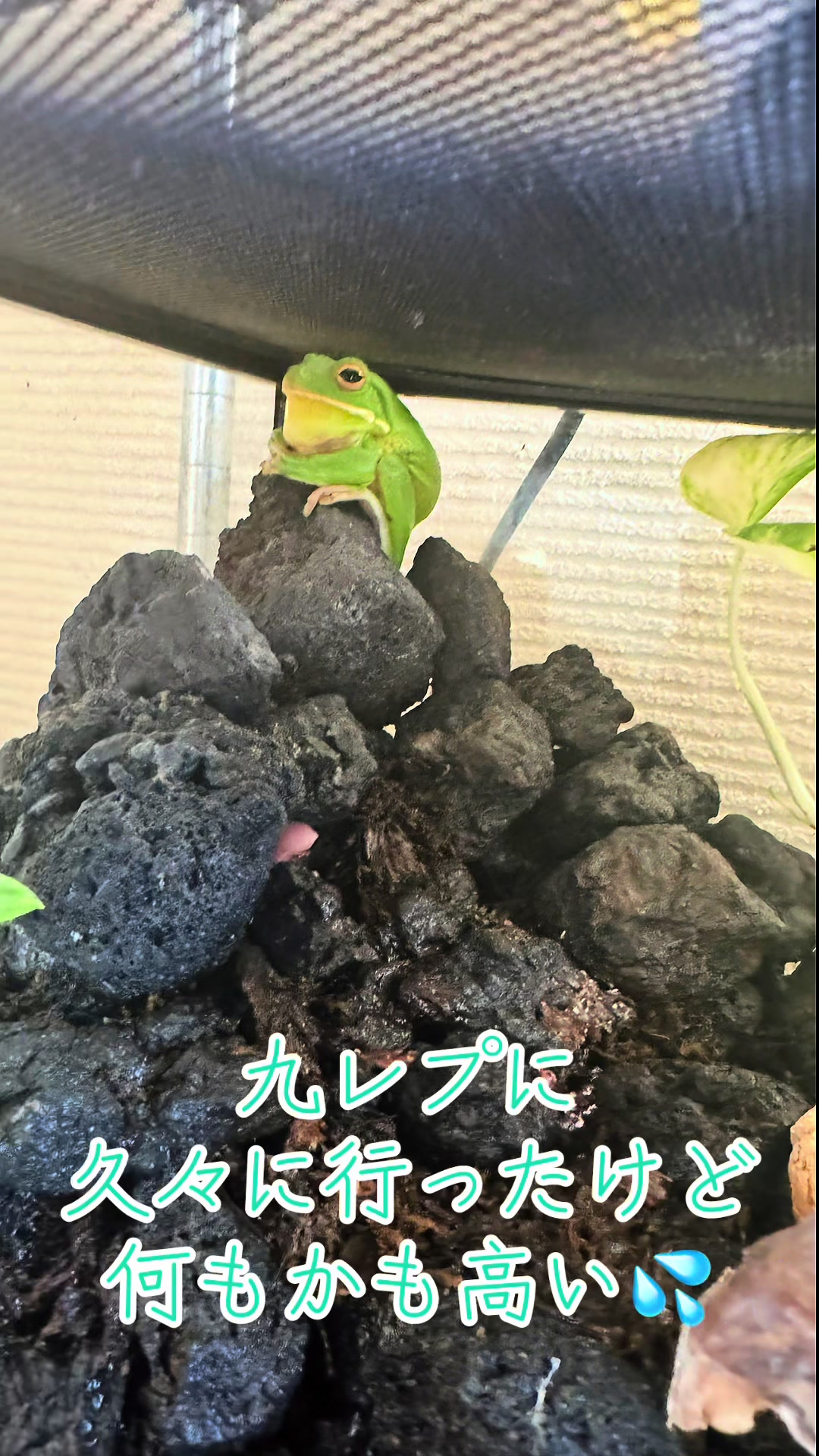 @オクラ