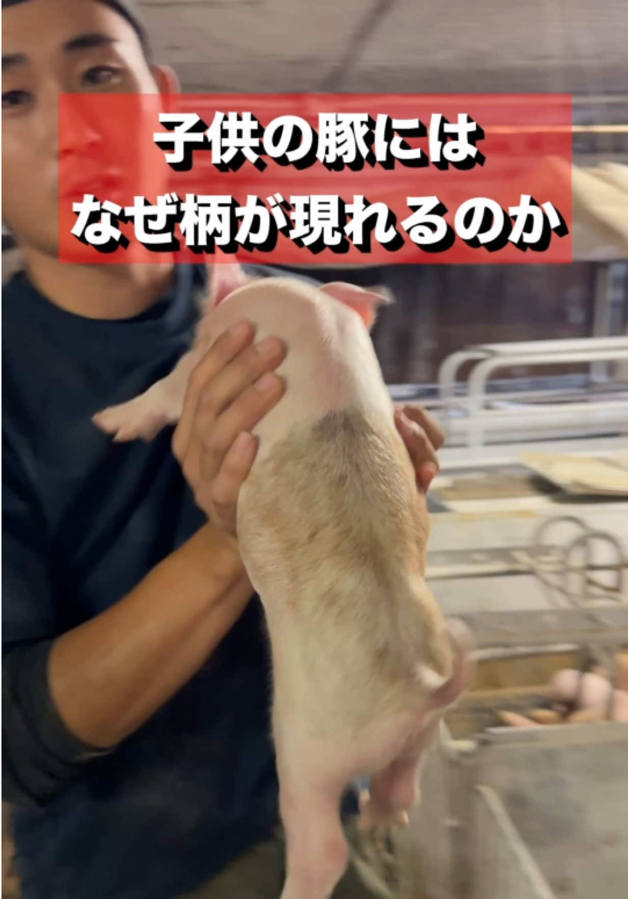 @小野友也ブタのお兄さん『命の恵』