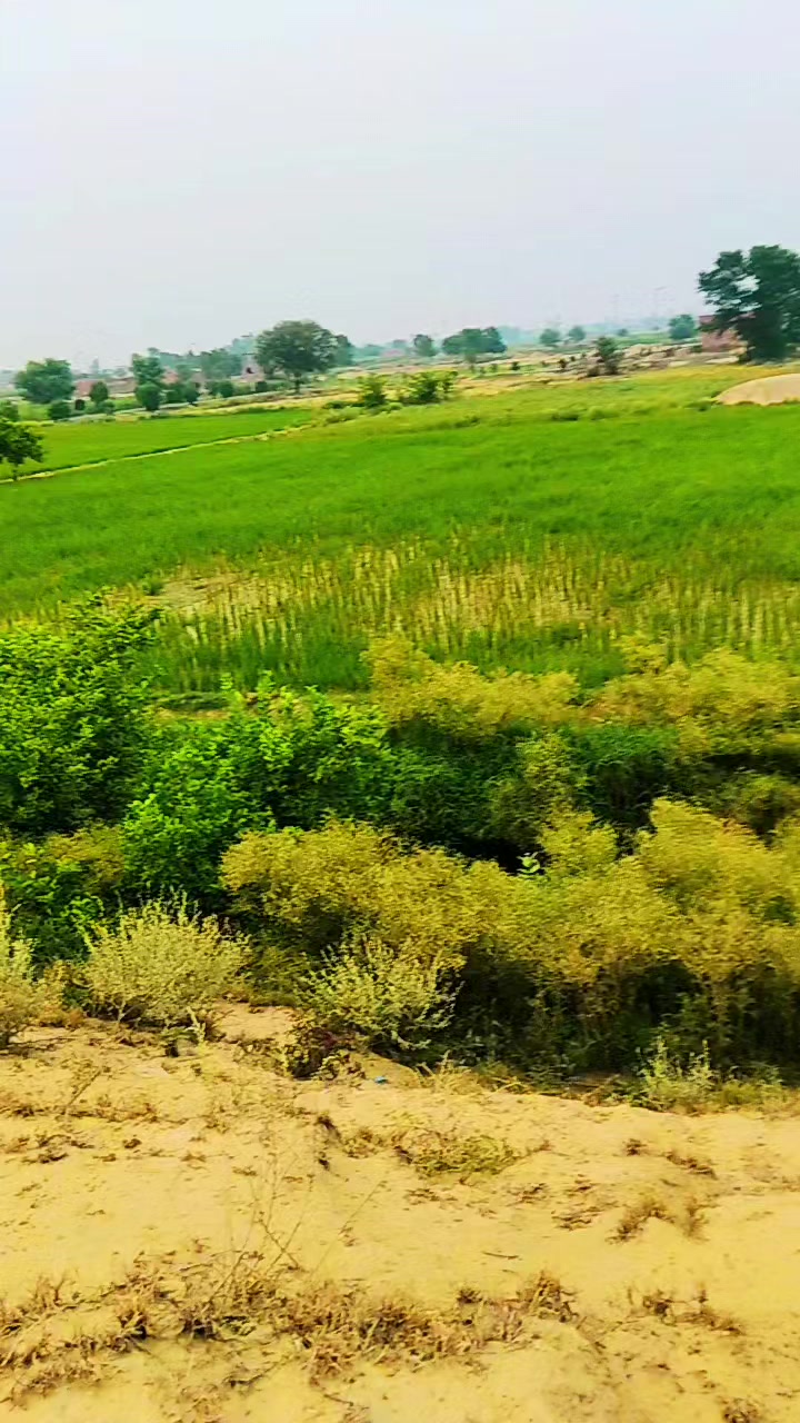@SHAFAQAT ALI kasuri😘😘😘
