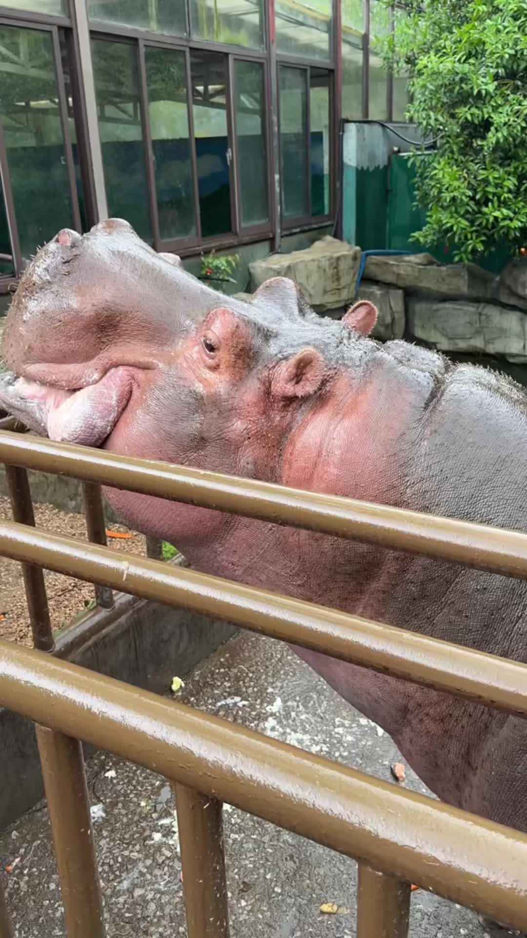 @Hippo