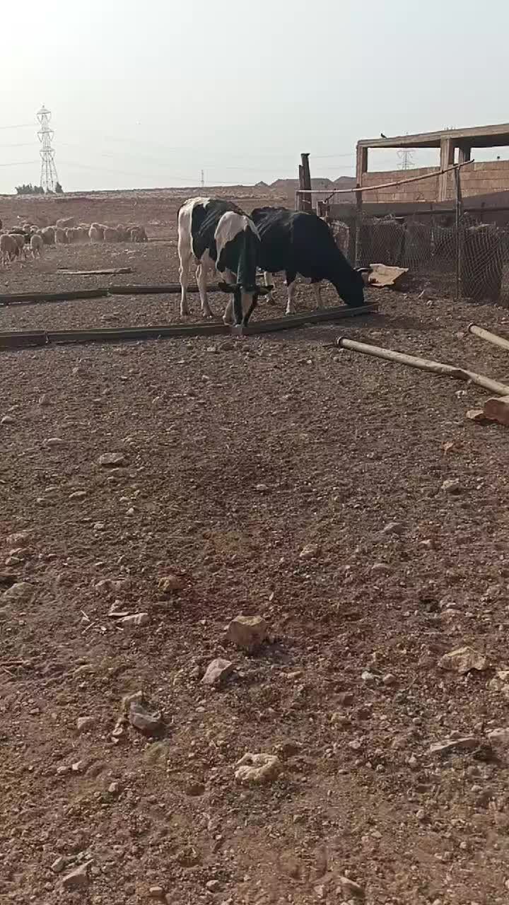 @الزعيم