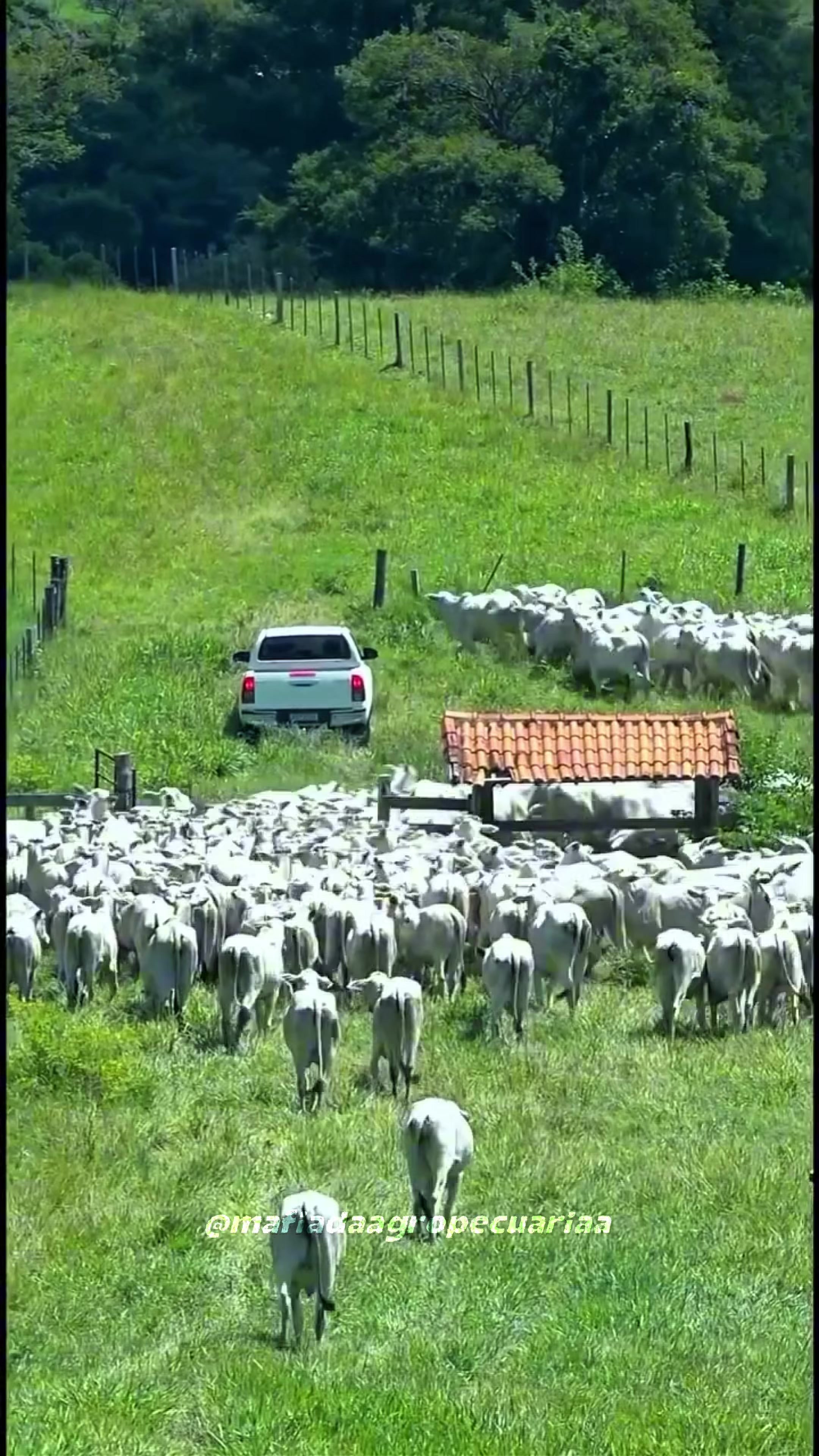 @Pecuaria