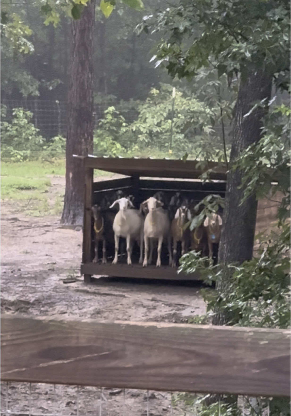 @Goat Daddy's
