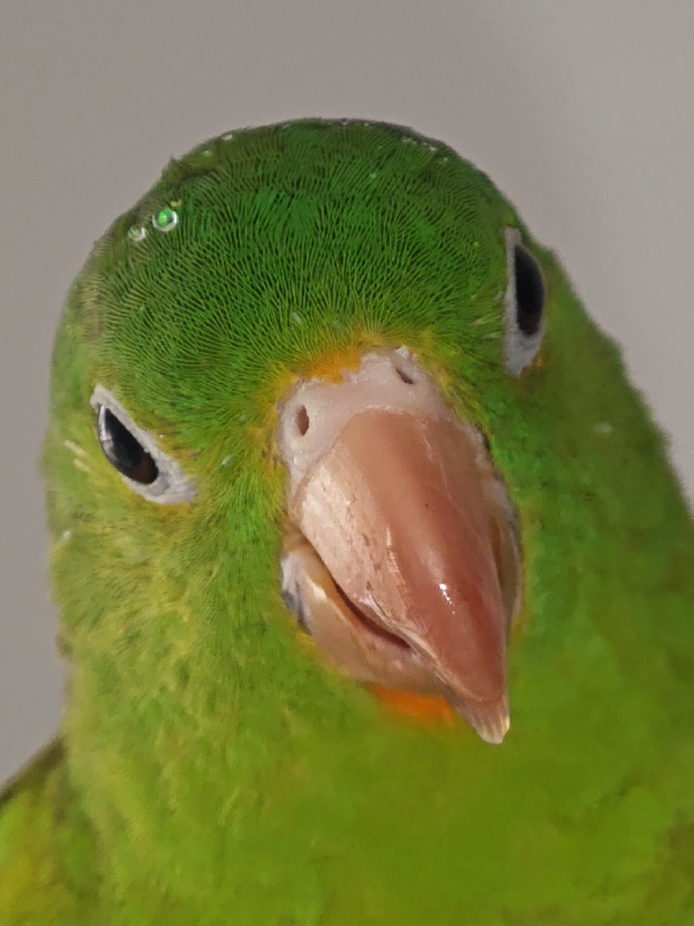@Pohli