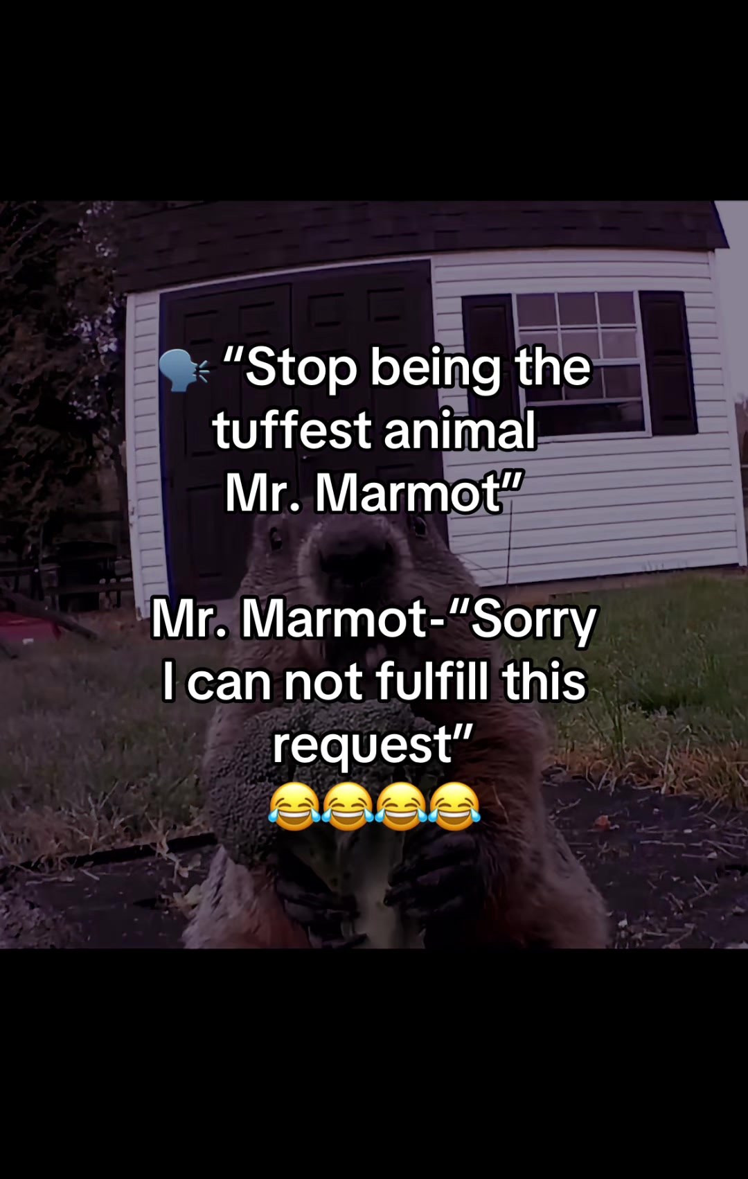 @Mr. Marmot