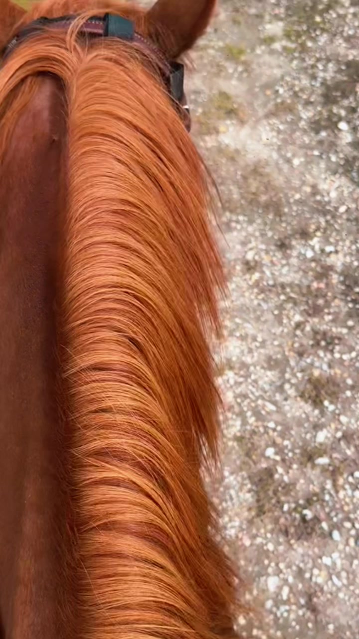 @Horselife