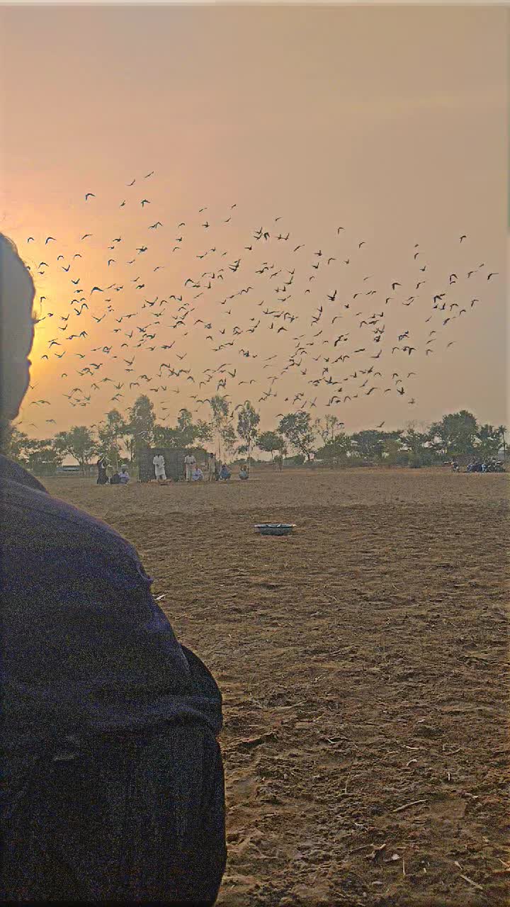 @عدیل رحمن لیہ وال کبوتر باز