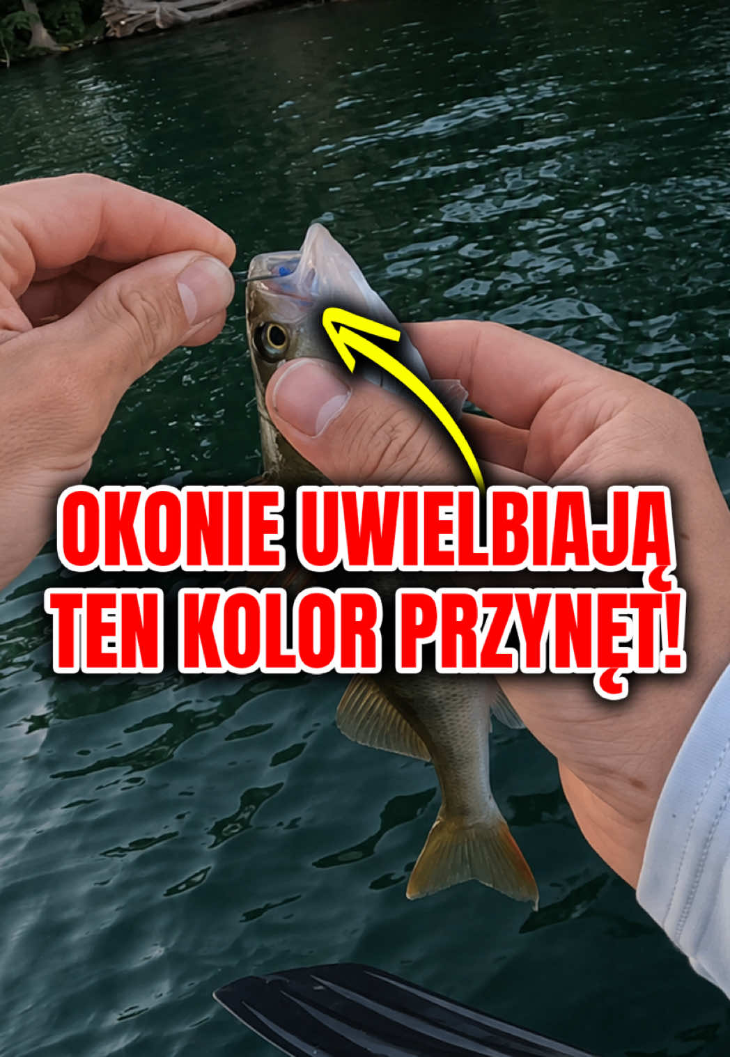 @Great Fish