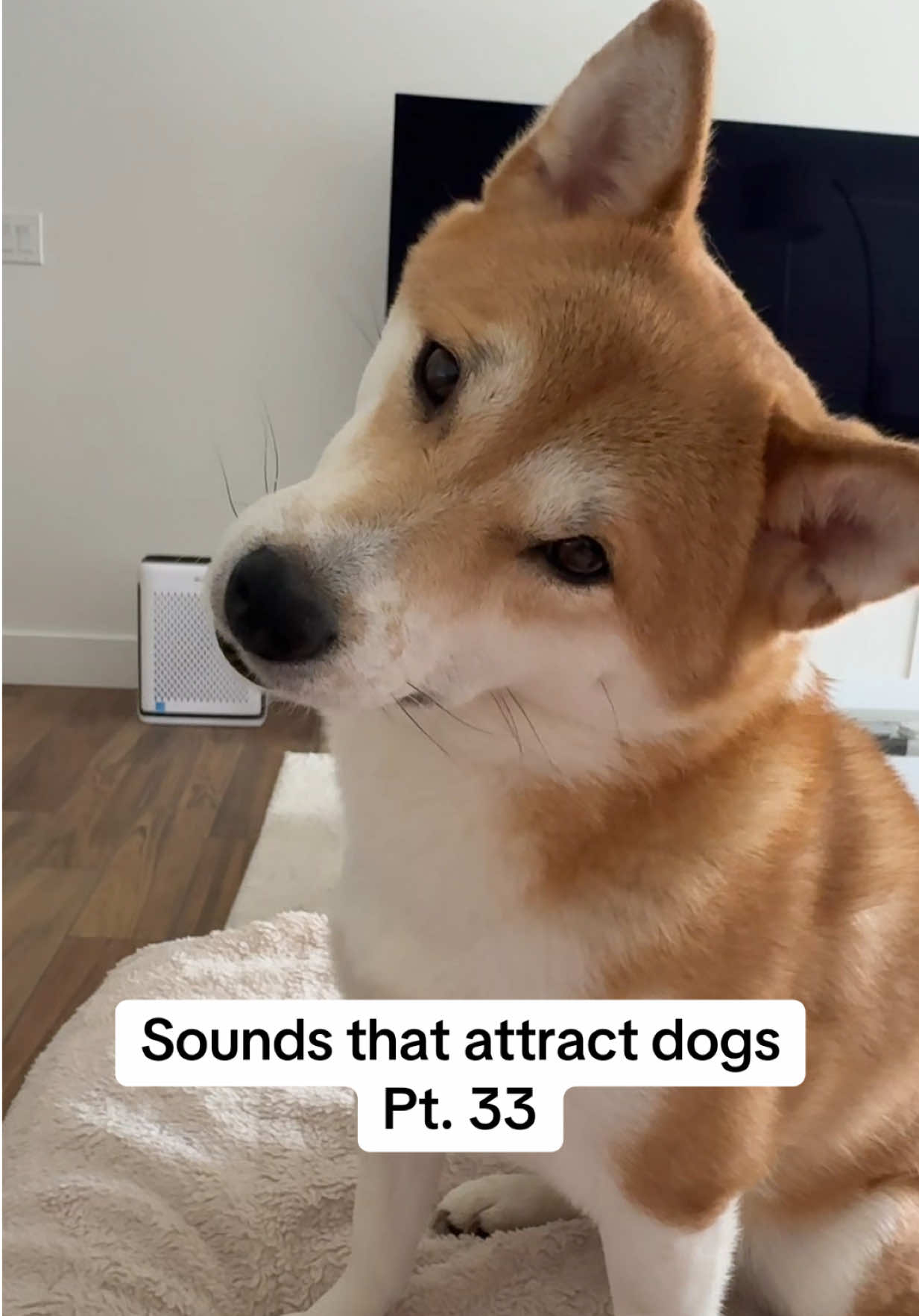 @Flock of Shibas 🐕🐕🐕