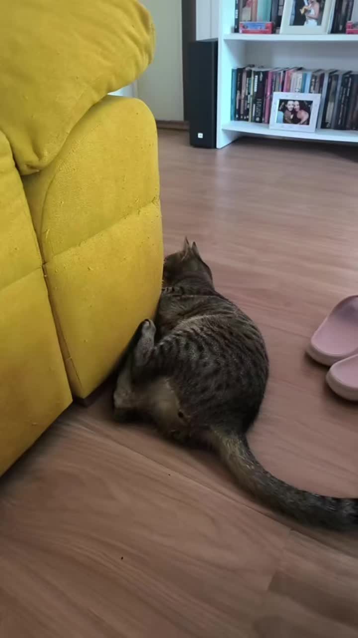 @❤️𝕃𝕦𝕟𝕒 𝕃𝕚𝕝𝕪 & 𝕃𝕖𝕠💙