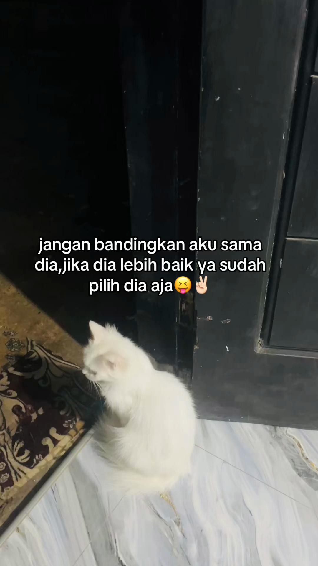 @zlrawrrr