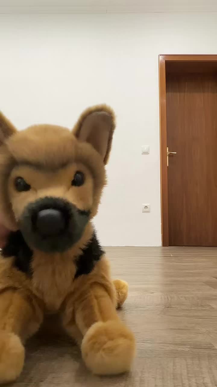 @germanshepherdfan01