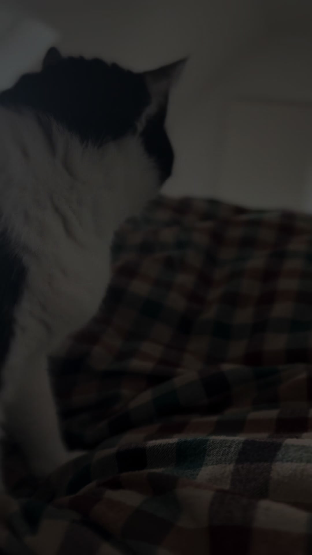 @Kobe the Kitty