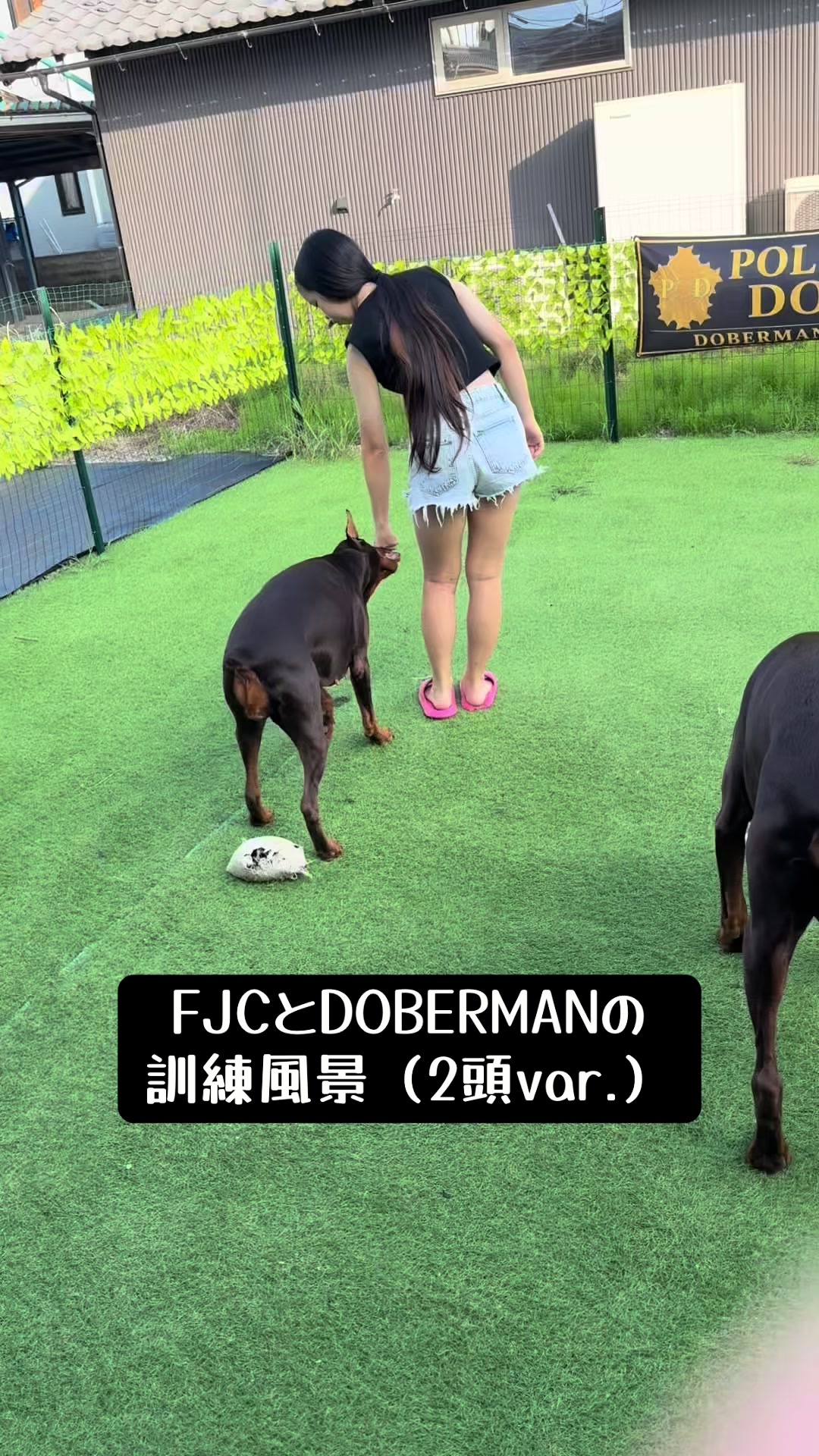 @🐣DOBERMAN🩷DORUMA