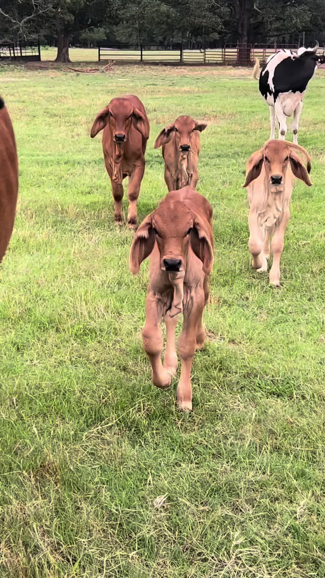 @The V6 Ranch