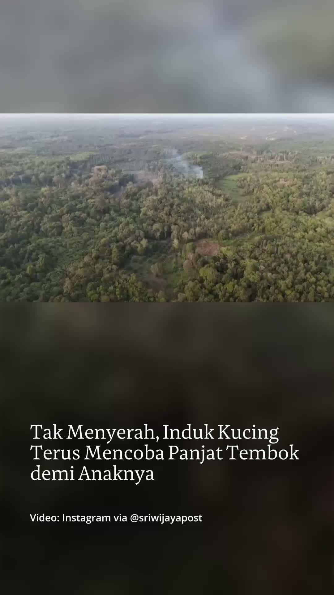 @mongabayindonesia