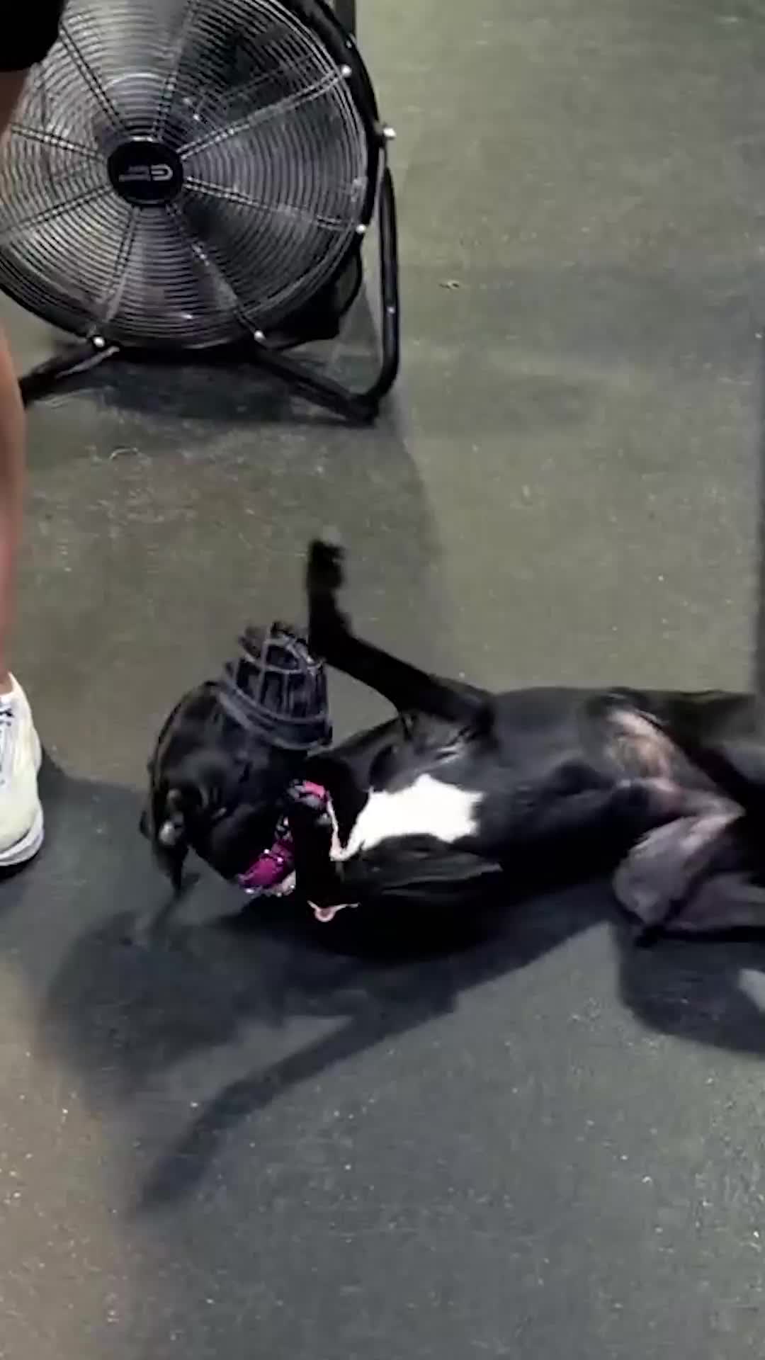 @Miracle K9 Training