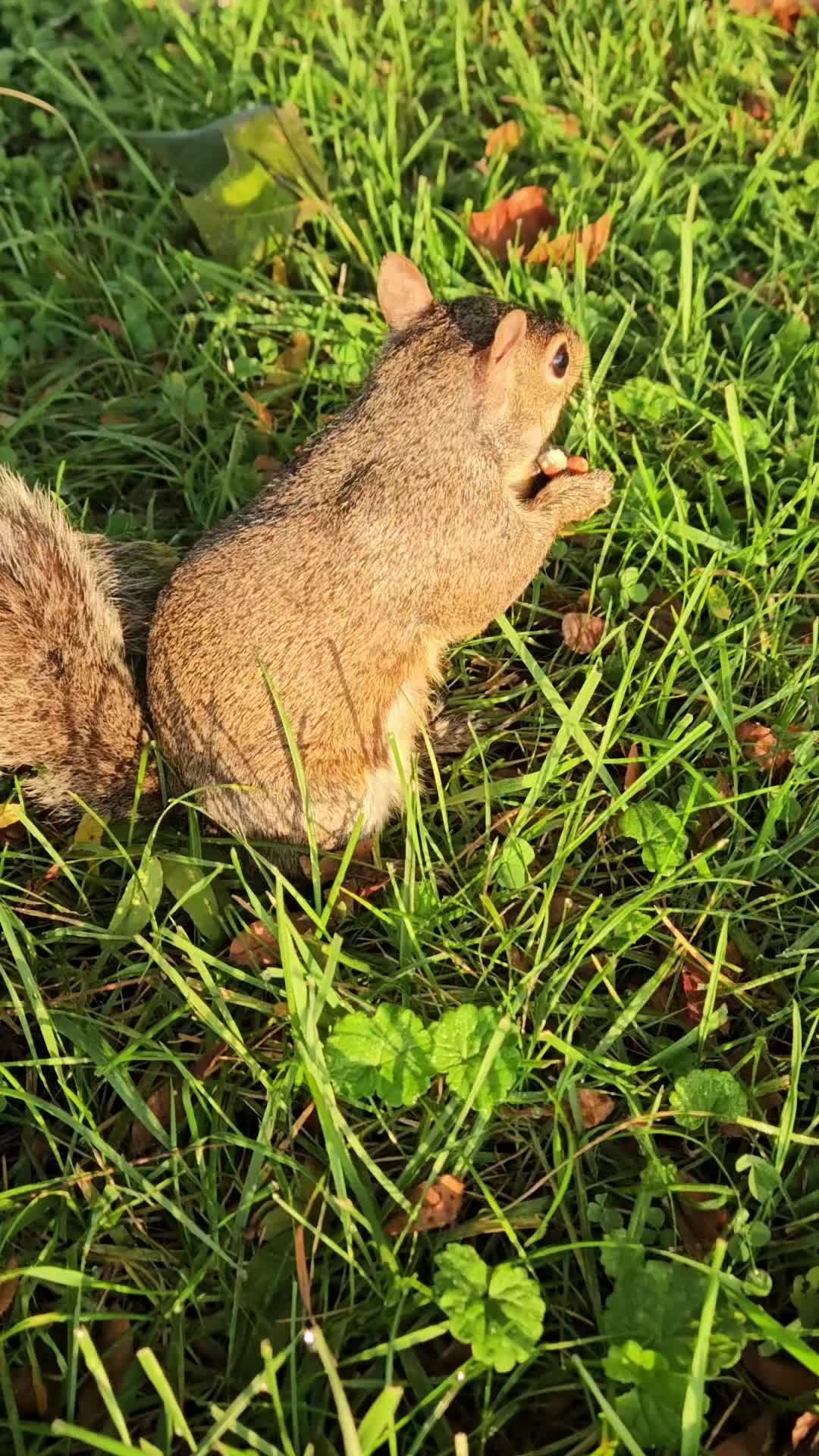 @cschultz2