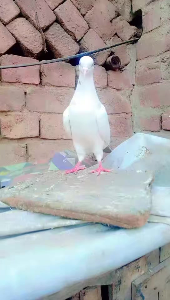 @malik Tariq 1234