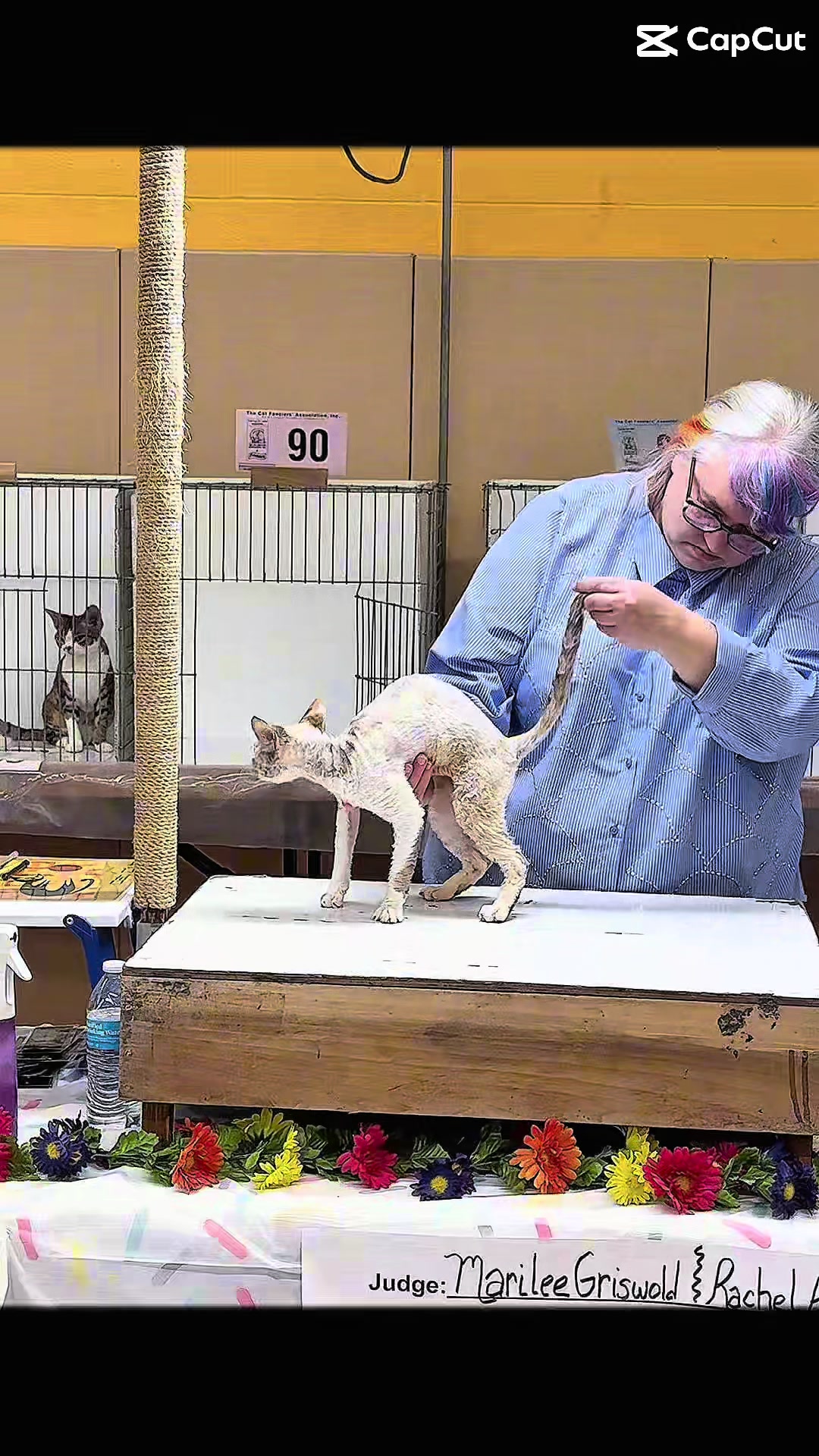 @Curlslux cattery!!🇺🇸