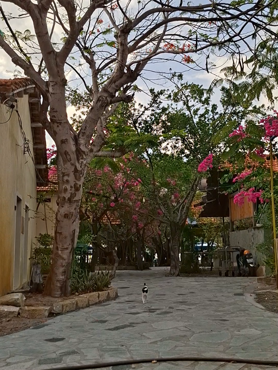 @Yêu chó mèo thích nuôi cá