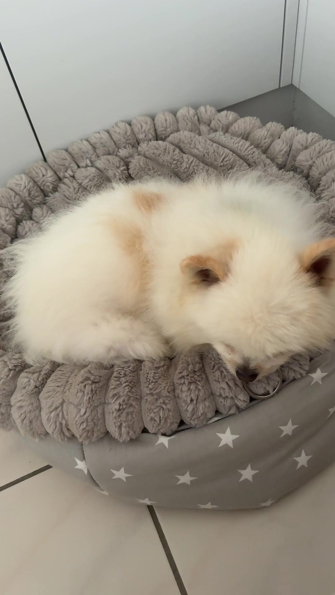 @dieKuschelpuschels🥐 🌸