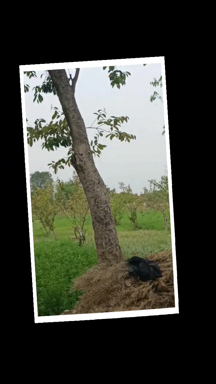 @👑چوہدری سبحان گجر🔥