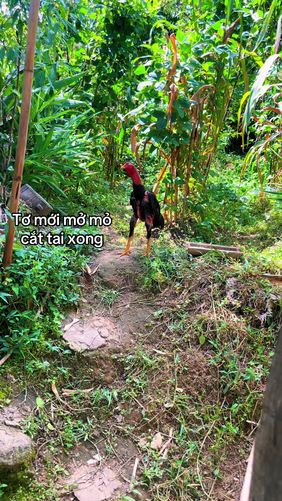 @Sinh gà Cỏ