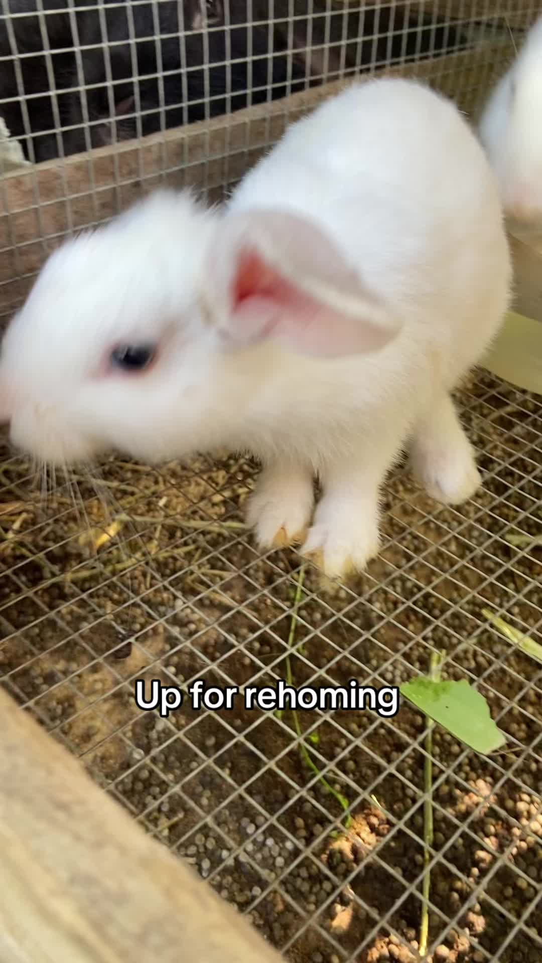 @HappyHoppersRabbitry