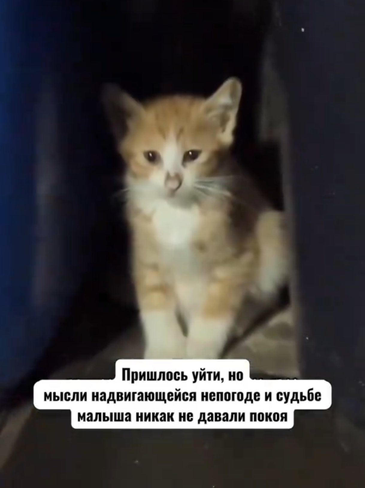 @RescueAnimals Nir