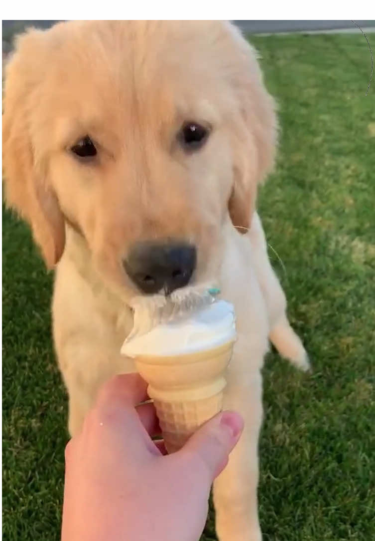 @Funny dogdia80