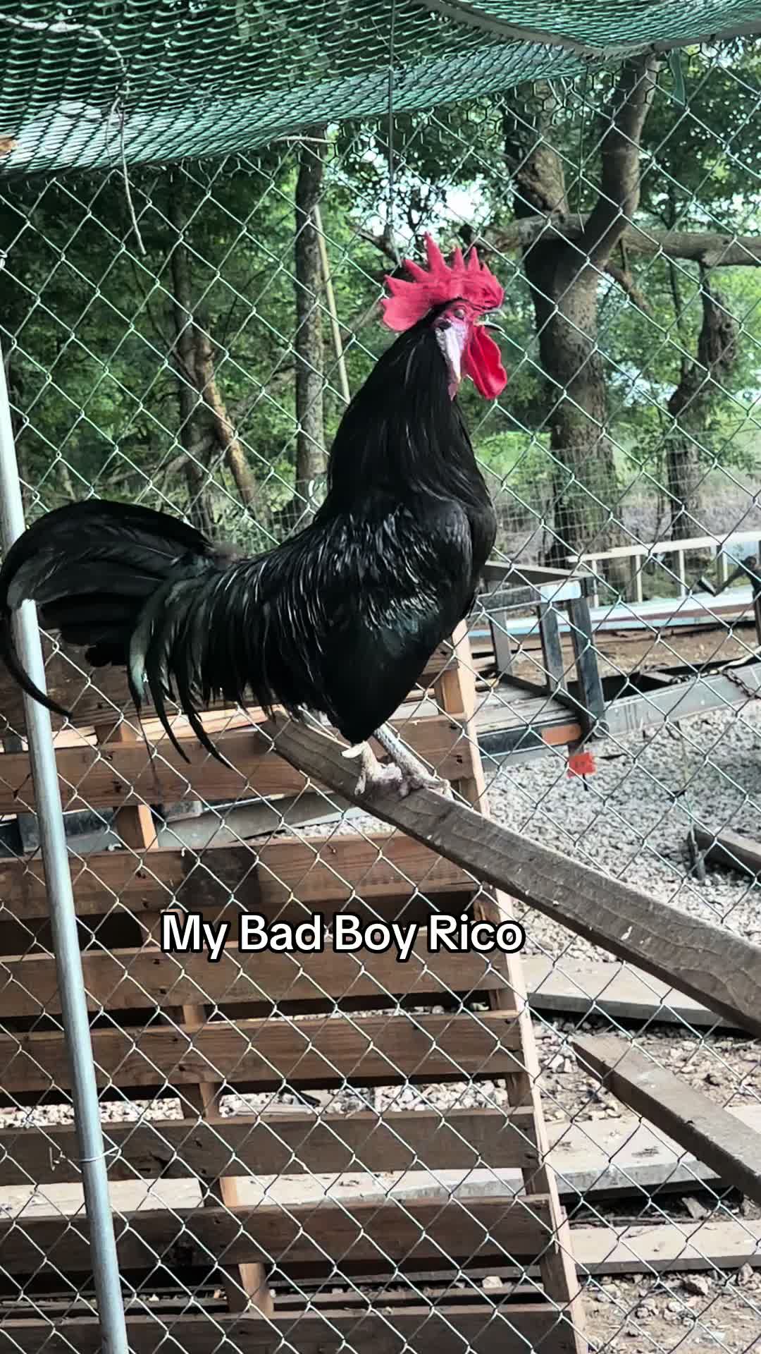 @NonniesFunnyFarm