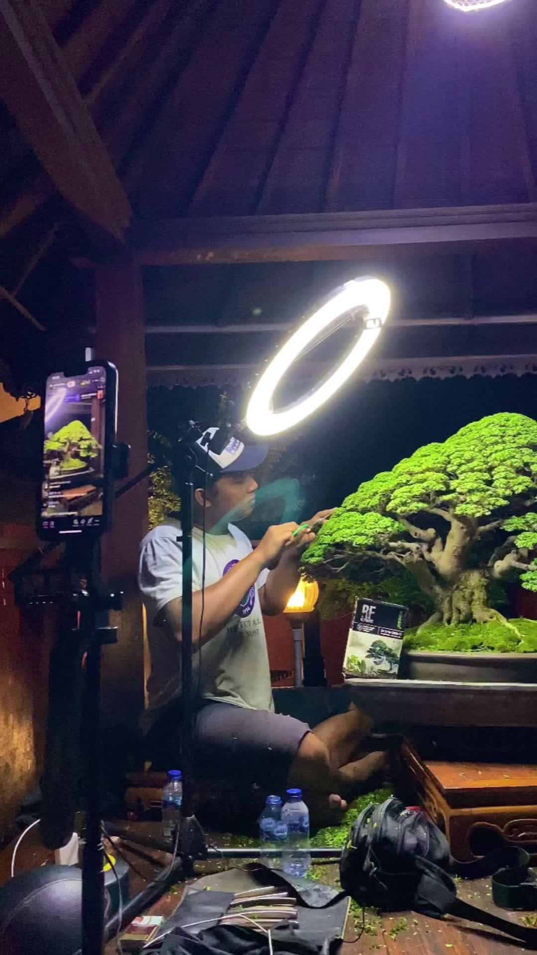 @“Cris Art Bonsai”