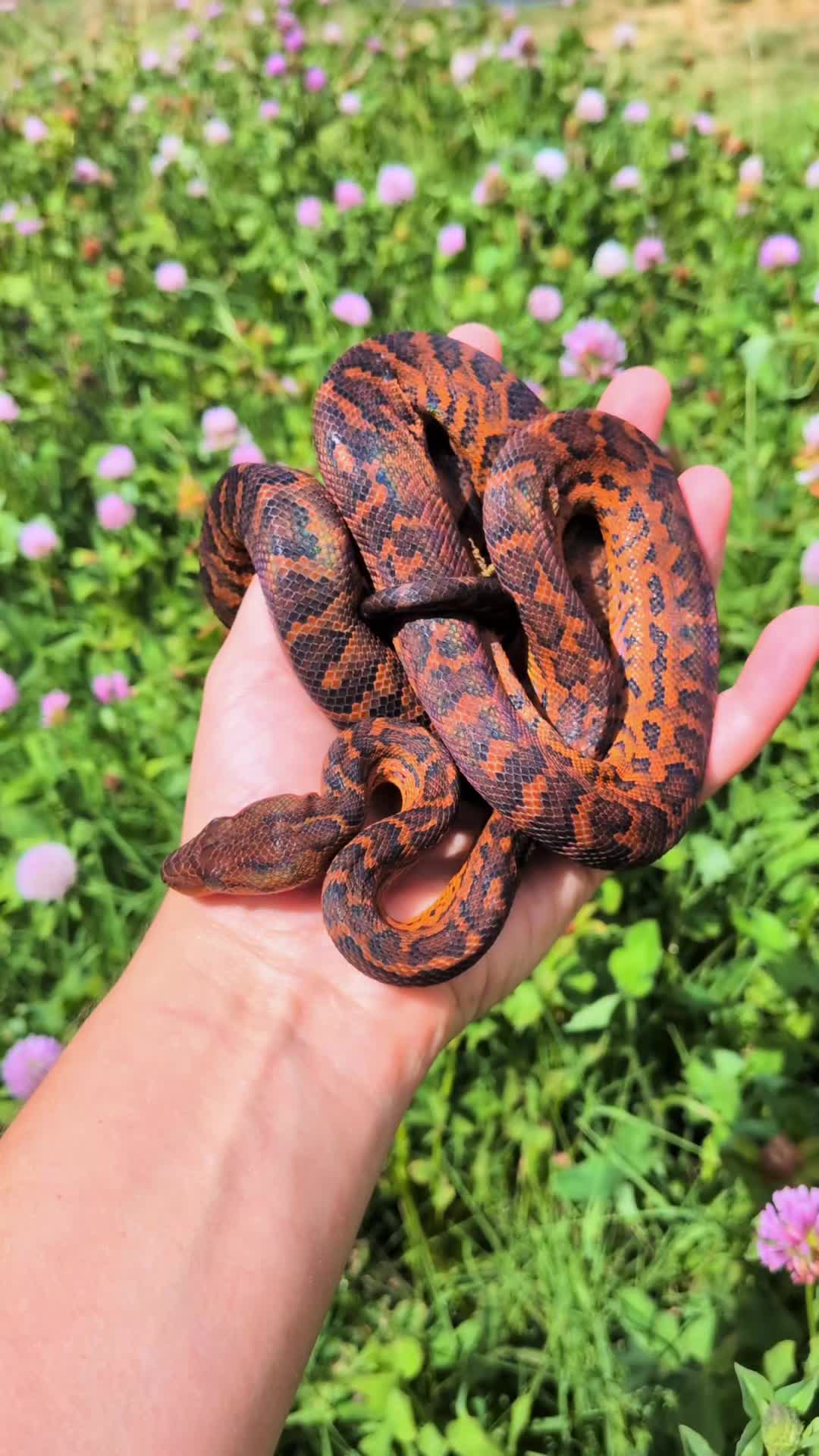 @SnekDice