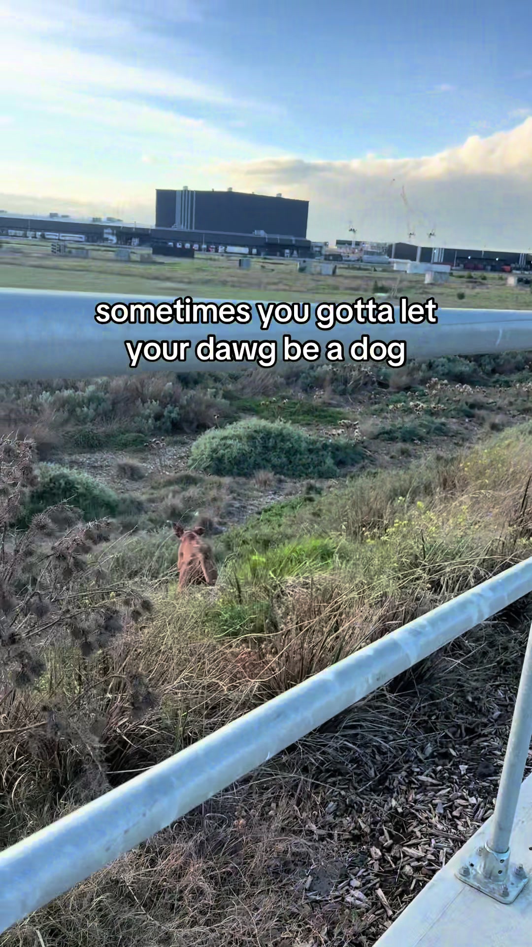 @roverfromthearea