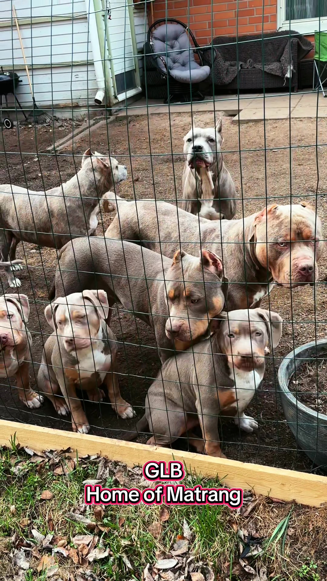 @MATRANG_dogs