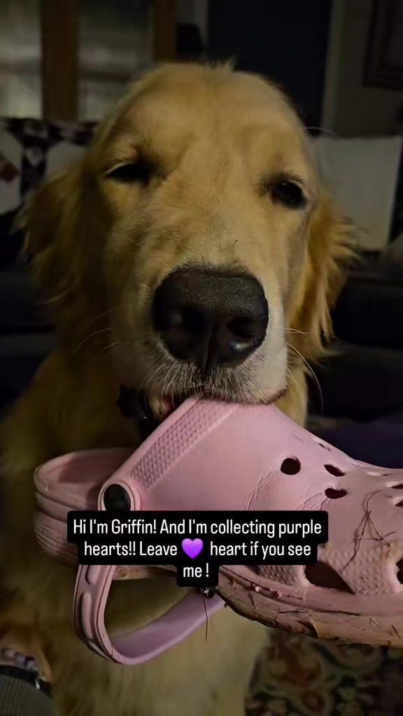 @🐶Griffin