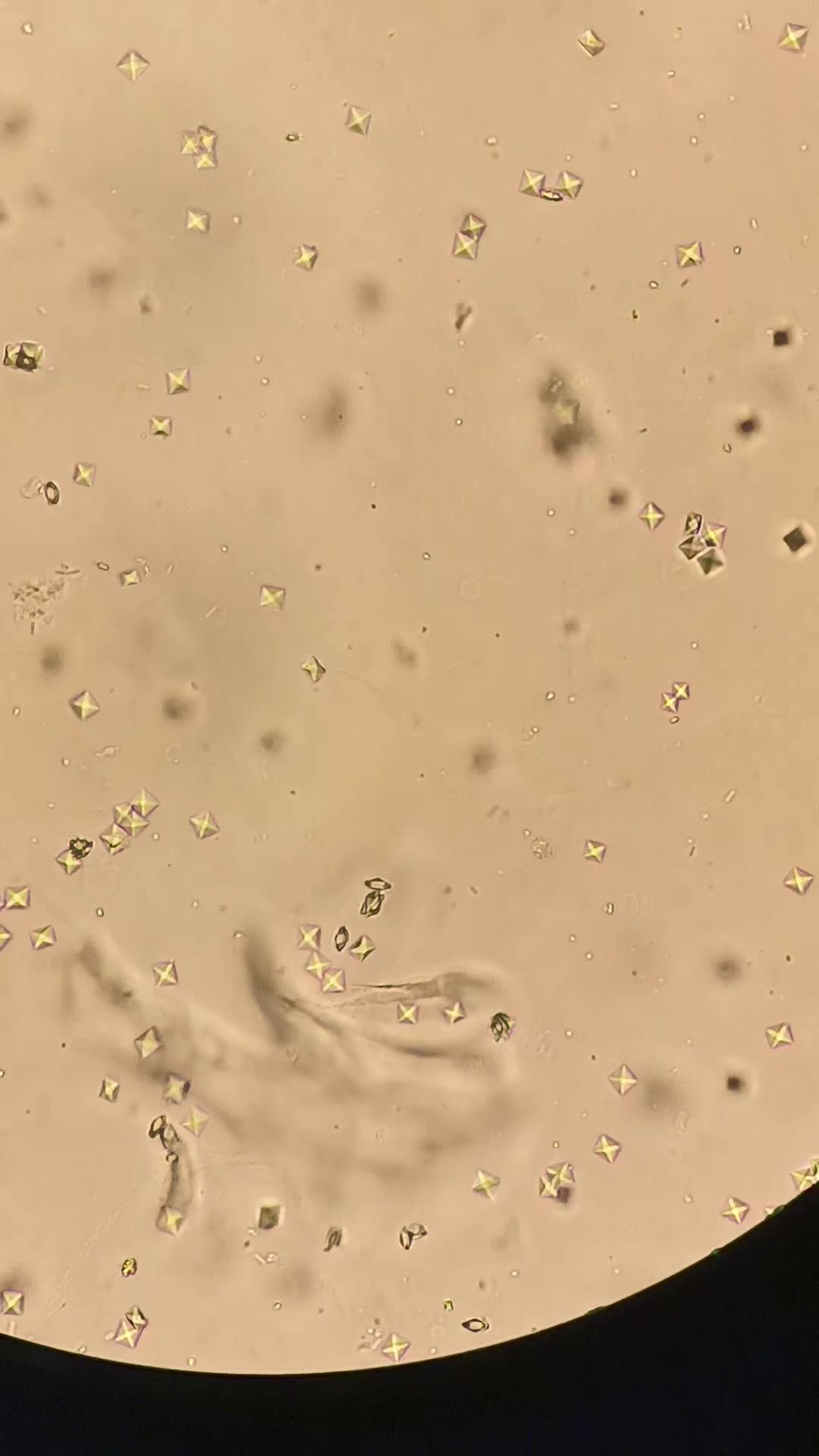 @Houda Micro 🔬