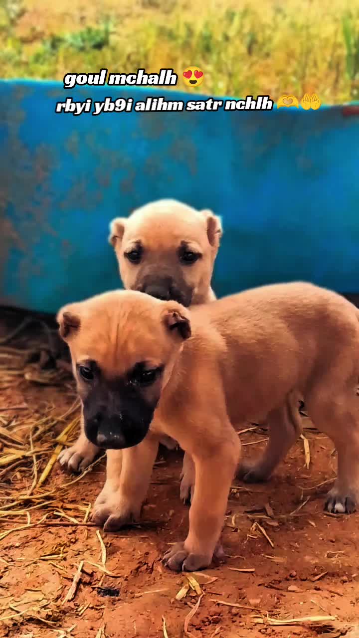 @Ãli khadroui ❤️🔥