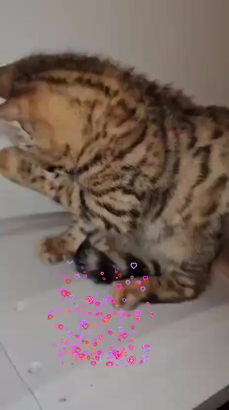 @ԼƛƊƳƁƠƧƧ
