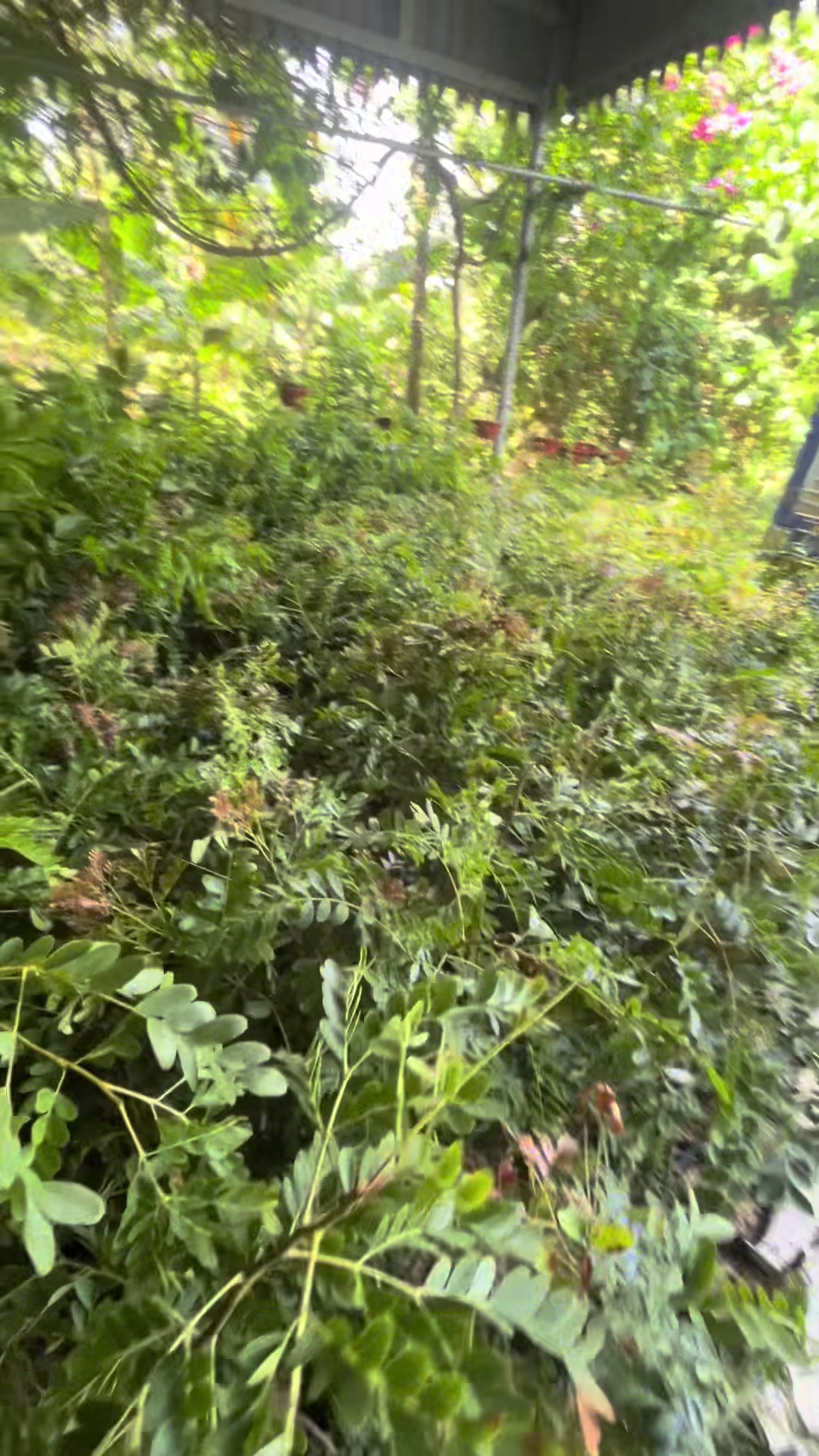 @Nhà Vườn Vũ Mai
