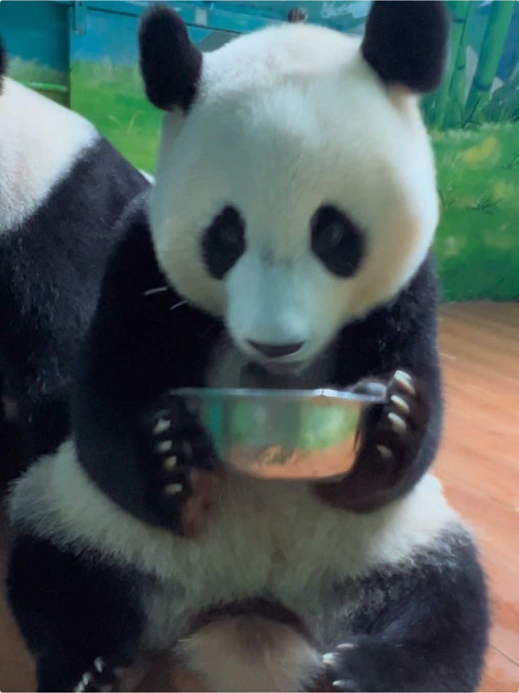 @熊猫妹珠🐼